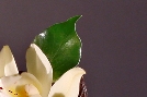 Ikebana23